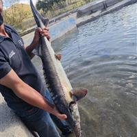 اجرای طرح پرورش ماهیان خاویاری در شهرستان انگوت