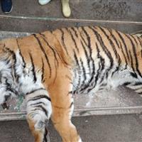 توضیح معاون محیط زیست مازندران درباره تلف شدن ببر در پارک حیات وحش الیمالات