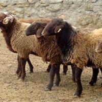 ۹۰ درصد دام‌های سبک در خراسان شمالی در واحدهای سنتی پرورش می‌یابند