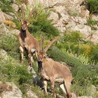 سرشماری حیات وحش البرز با مشارکت مردم