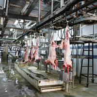 استقبال مردم از گوشت؛ رشد هشت درصدی کشتار دام در خراسان شمالی