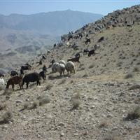 صدور ۱۱ هزار مجوز طرح مدیریت عرصه‌های طبیعی ایلام