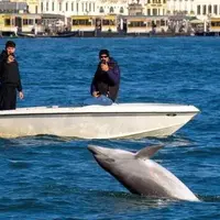 دلفینی که گردشگران ونیز را شاد کرده است!