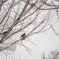 پایداری هوای سر در زنجان طی روزهای آینده