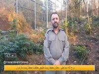 تلف‌شدن ببر در الیمالات