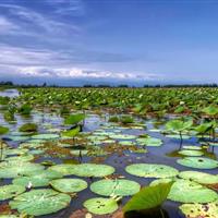 تهیه شناسنامه‌ حفاظتی از راهکارهای مهم برای نجات تالابها