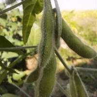 عملکرد بالای کشت پایلوت سویا در دهلران