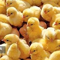 جوجه ریزی بیش از یک میلیون و ۶۰۰ هزار قطعه جوجه در مرغدرای‌های خراسان شمالی
