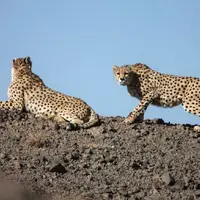 مشاهدۀ دو یوزپلنگ آسیایی در توران شاهرود