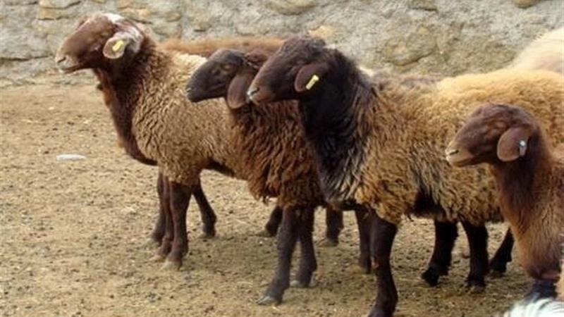 ۹۰ درصد دام‌های سبک در خراسان شمالی در واحدهای سنتی پرورش می‌یابند