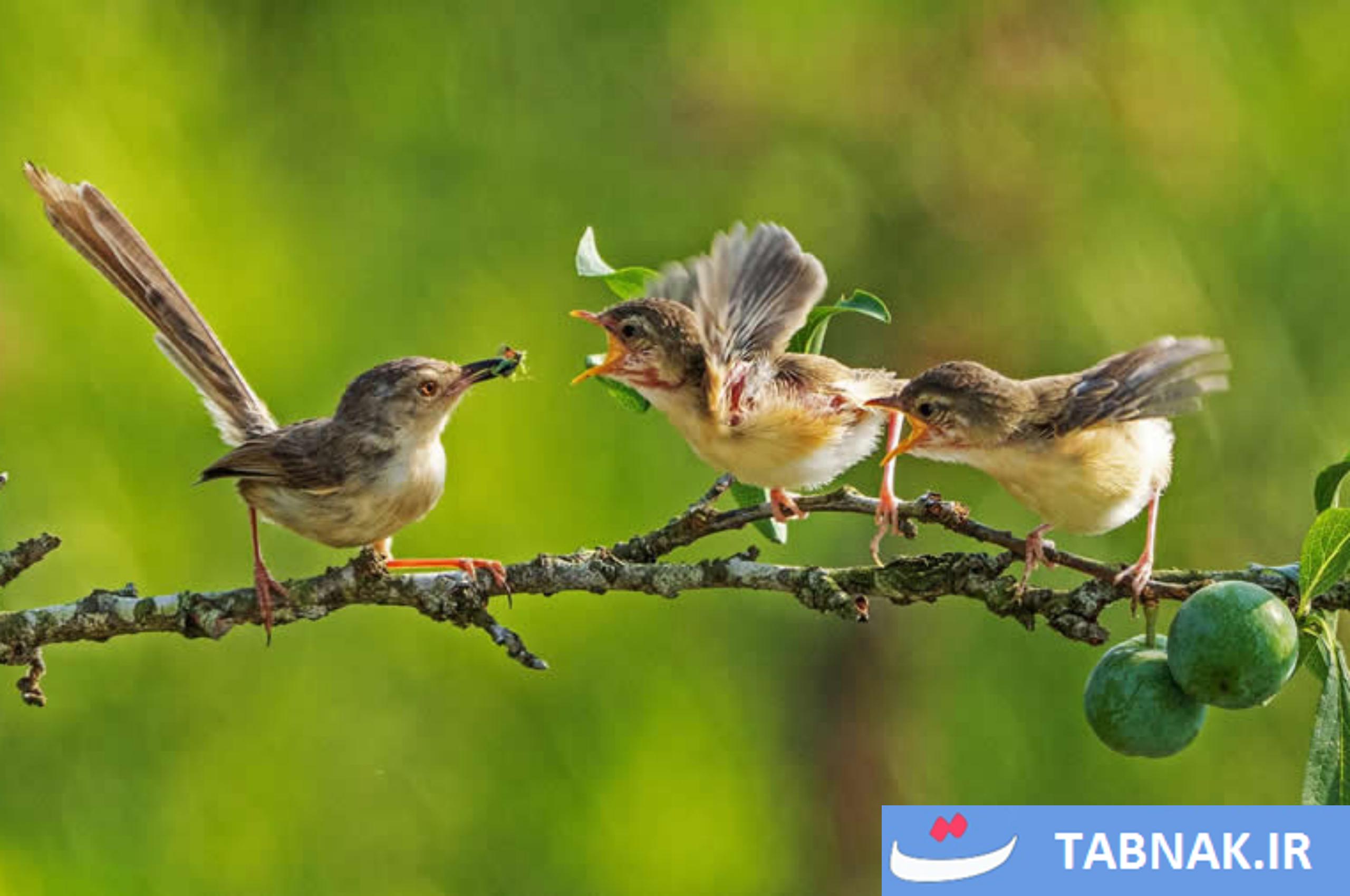 عکس/10 تصویرخارق‌العاده طبیعت، برنده جایزه جهانی عکاسی 2025