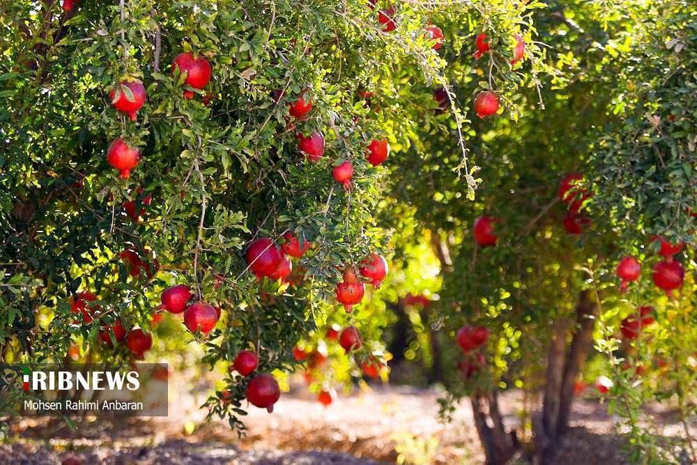 برداشت انار در باغات شهرستان بجستان