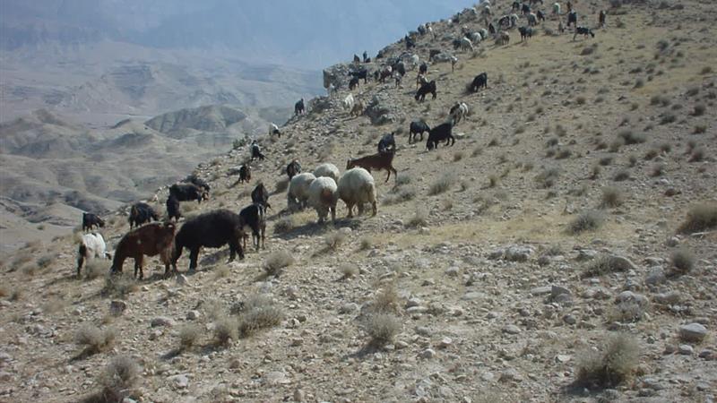 صدور ۱۱ هزار مجوز طرح مدیریت عرصه‌های طبیعی ایلام