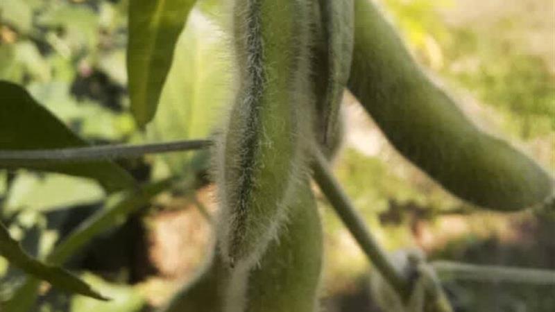 عملکرد بالای کشت پایلوت سویا در دهلران