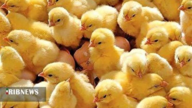 جوجه ریزی بیش از یک میلیون و ۶۰۰ هزار قطعه جوجه در مرغدرای‌های خراسان شمالی