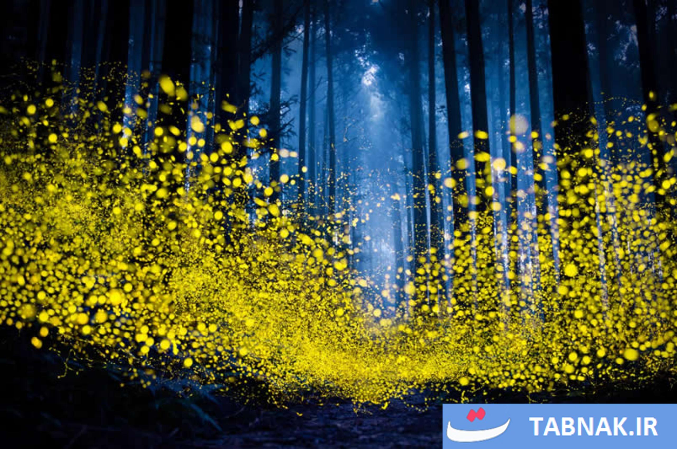 عکس/10 تصویرخارق‌العاده طبیعت، برنده جایزه جهانی عکاسی 2025