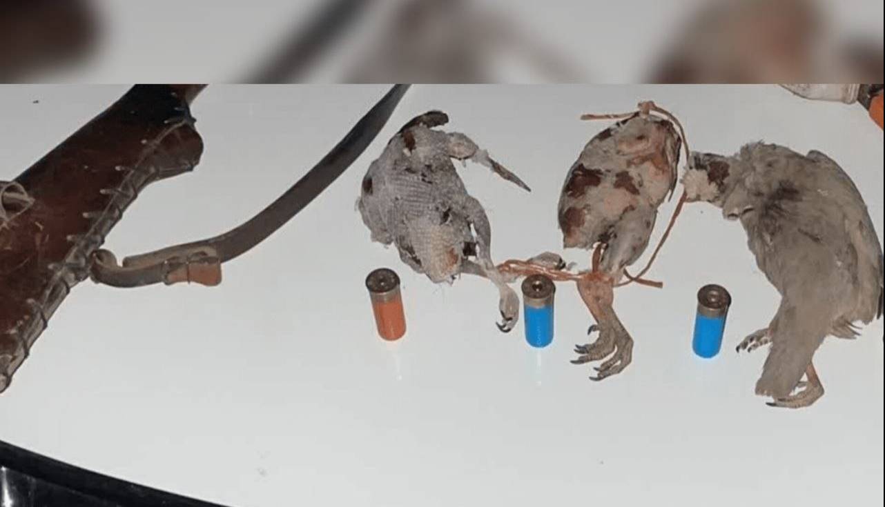 شکارچی غیر‌مجاز در ارتفاعات دشت‌برم کازرون دستگیر شد