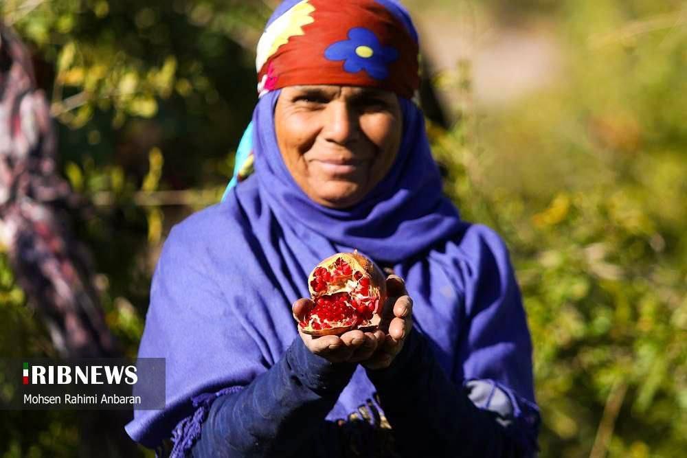 برداشت انار در باغات شهرستان بجستان