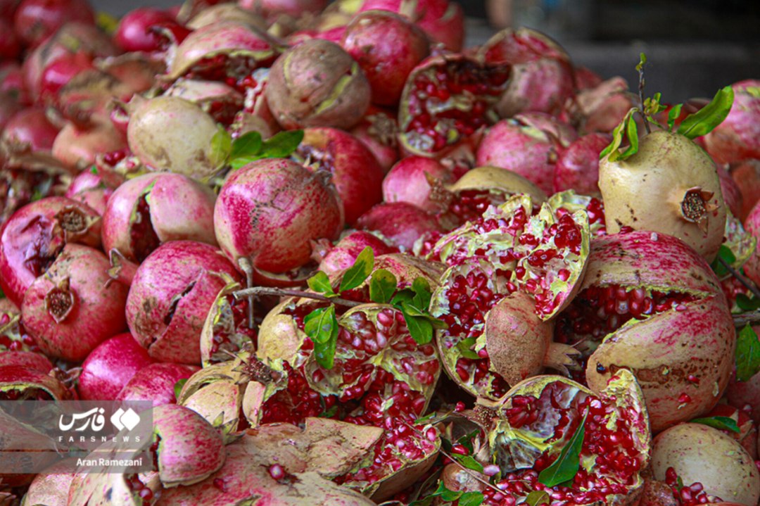 برداشت انار از باغ‌های کوهستانی پاوه