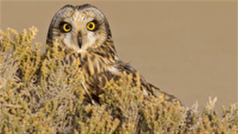 سفر جغد تالابی به کویر یزد