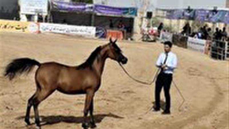 آغاز شانزدهمین دوره مسابقات زیبایی اسب اصیل عرب کشور در اشکذر