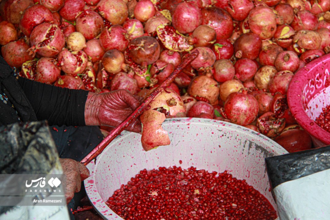 برداشت انار از باغ‌های کوهستانی پاوه