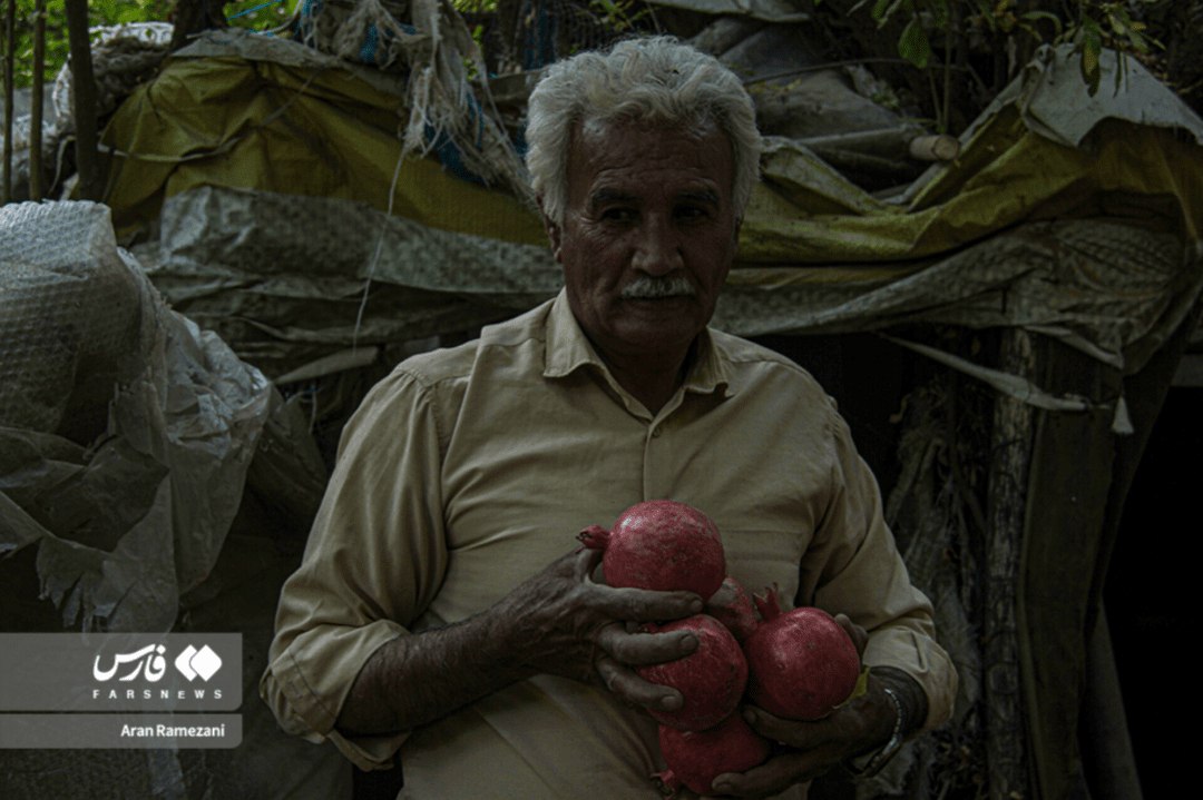 برداشت انار از باغ‌های کوهستانی پاوه