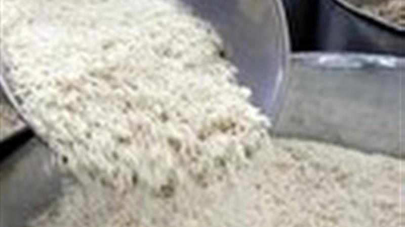 آغاز توزیع برنج دولتی در سمنان از هفته آینده