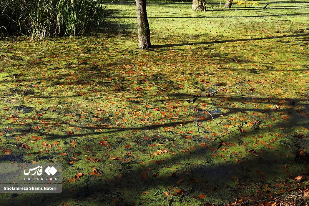 پاییز «مرداب دِریوک» کلاردشت