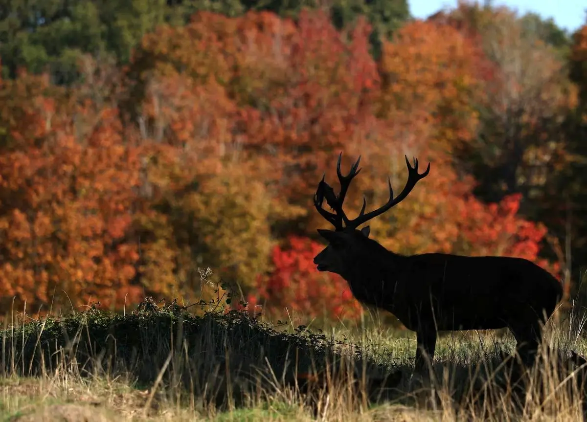  شکوه رنگ‌های پاییزی در سراسر جهان