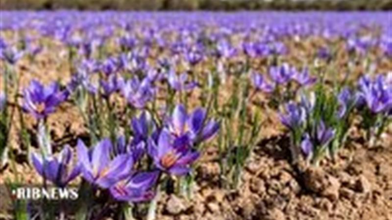 زعفران‌کاری، مسیر نوین کشاورزی و اشتغال پایدار در زنجان