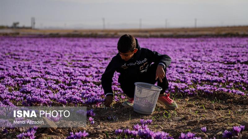 کاشت طلای سرخ فرصت ویژه برای کارآفرینی و اشتغال در زنجان