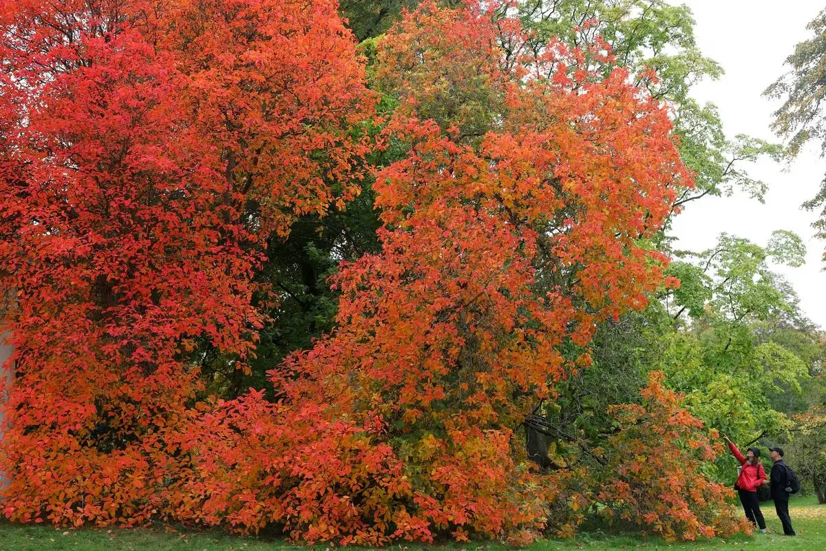  شکوه رنگ‌های پاییزی در سراسر جهان