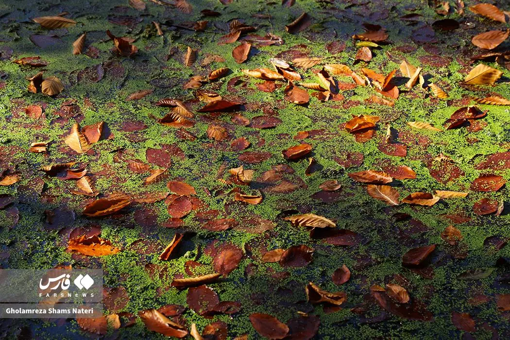 پاییز «مرداب دِریوک» کلاردشت