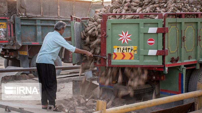 ارزش اقتصادی چغندر خراسان‌شمالی به پنج هزار و ۵۰۰ میلیارد ریال رسید