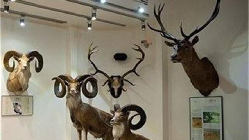 خواب دوباره موزه حیات وحش طبیعی خراسان شمالی بعد از ۱۲ سال