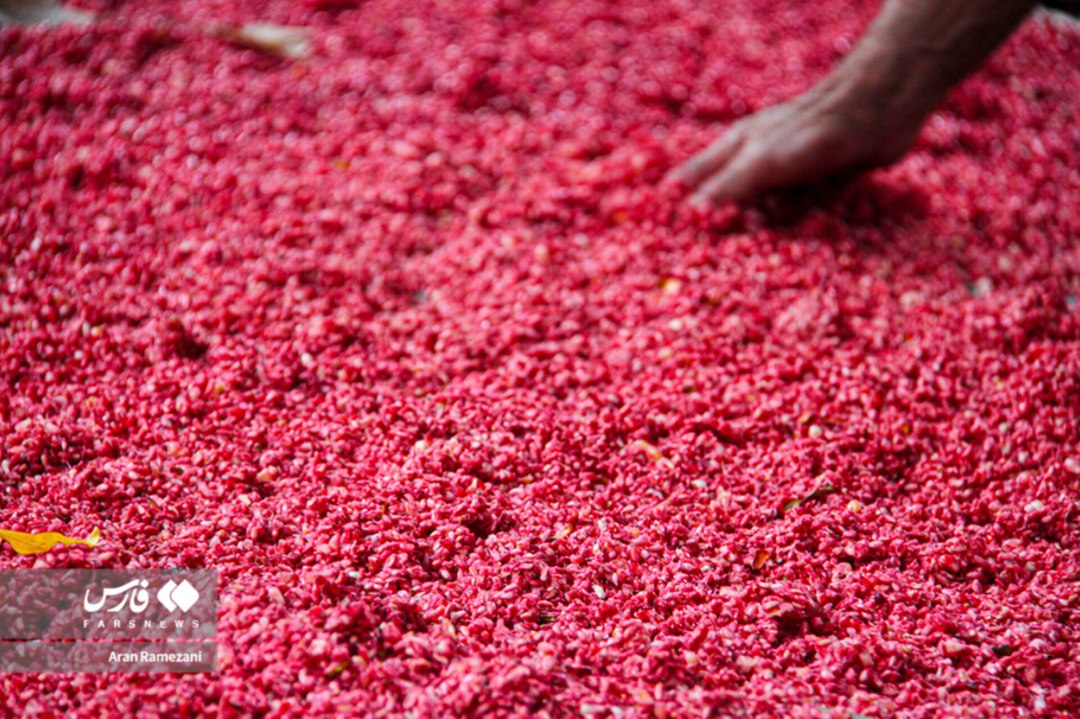 برداشت انار از باغ‌های کوهستانی پاوه
