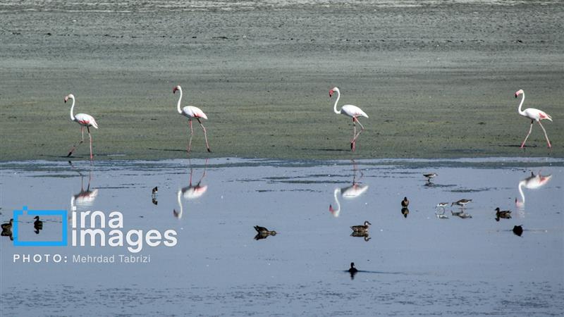 فوتبال و محیط‌زیست در کنار هم/ تالاب‌های کشور به استقلال رسیدند