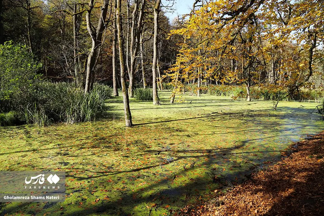پاییز «مرداب دِریوک» کلاردشت