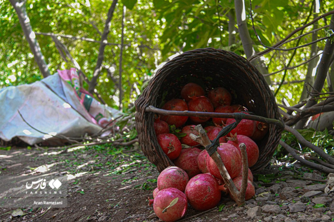 برداشت انار از باغ‌های کوهستانی پاوه