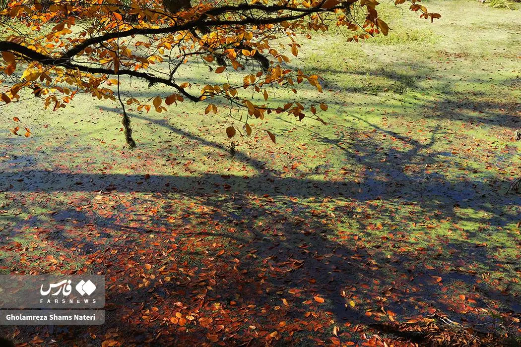 پاییز «مرداب دِریوک» کلاردشت