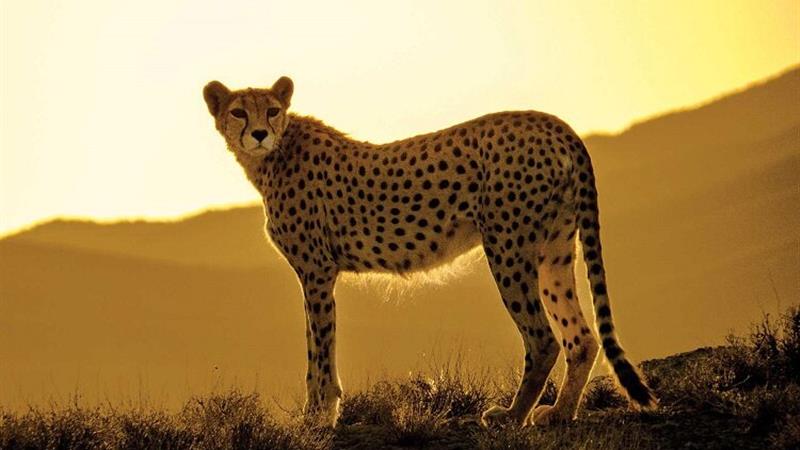 ثبت همایش «یوزپلنگ ایرانی» جاجرم در فهرست رویدادهای گردشگری کشور