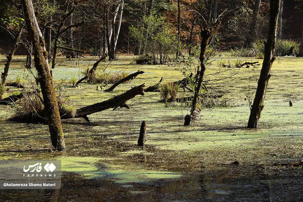 پاییز «مرداب دِریوک» کلاردشت