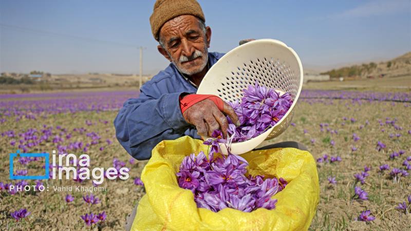 برندسازی زعفران خراسان شمالی در دستور کار قرار گرفت