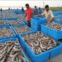 تولید ۲۷۰ میلیون قطعه بچه‌میگو در سیستان و بلوچستان