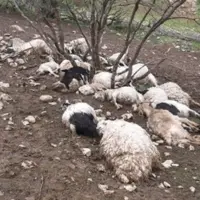 برخورد پژو با گله در اسدآباد ۳۵ رأس گوسفند را تلف کرد