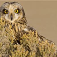 سفر جغد تالابی به کویر یزد