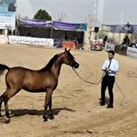 آغاز شانزدهمین دوره مسابقات زیبایی اسب اصیل عرب کشور در اشکذر