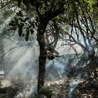 تنش دمایی و هشدار آتش‌سوزی در جنگل‌ و مراتع مازندران