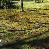  پاییز «مرداب دِریوک» کلاردشت